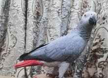 ببغاوات 2 واحد ثلجي متكلم 20 كلمه عمره سنه ونص تقريبن وثاني ثلجي متكلم مع ايه مخ ببغاوات 2 واحد ثلجي متكلم 20 كلمه عمره سنه ونص تقريبن وثاني ثلجي متكلم مع ايه مخ