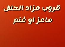 للبيع او المشترا للبيع او المشترا