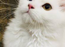Pure Persian شيرازي Pure Persian شيرازي