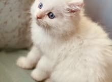 3 months old kitten (mixed breed: Ragdoll and Persian) 3 months old kitten (mixed breed: Ragdoll and Persian)
