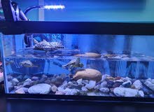 Turtle Tank and Accessories Turtle Tank and Accessories