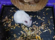 hamster Syria 2 pcs