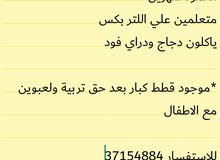 للبيع قطط للبيع قطط