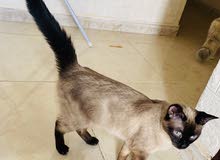 سيامي بيور انثى Female Siamese pure سيامي بيور انثى Female Siamese pure
