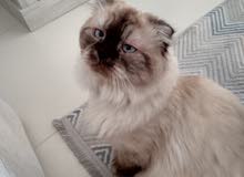 Himalayan & Scottish Fold Mix Cat Himalayan & Scottish Fold Mix Cat