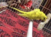 طيور الحب هاجرمو عيون سود طيور الحب هاجرمو عيون سود