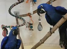 Hyacinth Macaw's