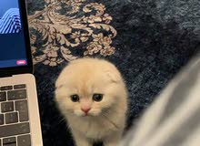 ذكر سكوتش فولد ذكر سكوتش فولد
