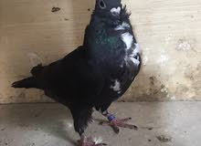 فحل سلفر وارفليه فحل سلفر وارفليه