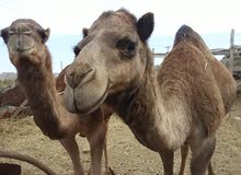 قعدان للبيع في ترهونه أعمارهن خماااس قعدان للبيع في ترهونه أعمارهن خماااس
