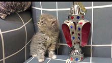 cute pure persian kitten boy 3 month old cute pure persian kitten boy 3 month old