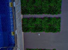 ديكورات المنازل كافه