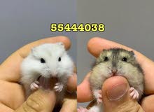 للبيع هامسترات روسية للبيع هامسترات روسية