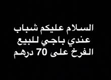 فروخ باجي للبيع فروخ باجي للبيع
