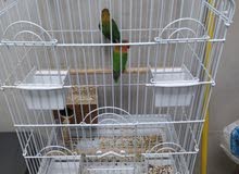 Fisher pair for sale Fisher pair for sale