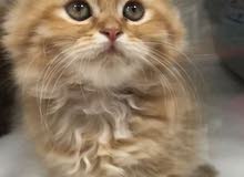 kitten with passport قط مع جواز (مطعم و حبة الدود) kitten with passport قط مع جواز (مطعم و حبة الدود)