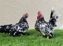 دجاج الجبنيز دجاج الجبنيز