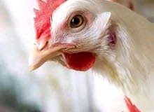 مربي دواجن لاحم مصري خبرة 15 متواجد بمصر يطلب عقد عمل مربي دواجن لاحم مصري خبرة 15 متواجد بمصر يطلب عقد عمل