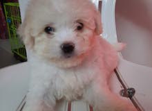 cute maltipo female cute maltipo female