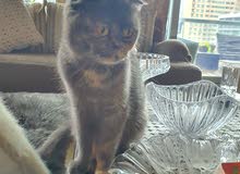 3 years old british shorthair scottish fold spayed 3 years old british shorthair scottish fold spayed