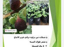 تين براون تركي غزير الإنتاج تين براون تركي غزير الإنتاج