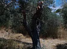 اشجار زيتون اشجار زيتون