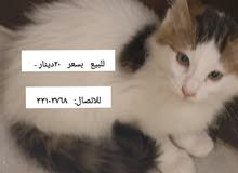 قطط للبيع قطط للبيع