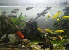 Cichlids for sale Cichlids for sale