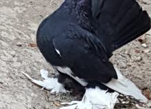 مجموعه حمام للبيع مجموعه حمام للبيع