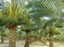 اراضي الواحات البحرية ادفع 50% واستلم مزرعة كاملة الخدمات للزراعة و الإنتاج اراضي الواحات البحرية ادفع 50% واستلم مزرعة كاملة الخدمات للزراعة و الإنتاج