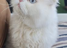 Cute Scottish Cat Cute Scottish Cat
