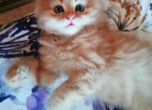 2 kittens Himalayan flame 2 kittens Himalayan flame