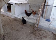 دجاج عرب دجاج عرب