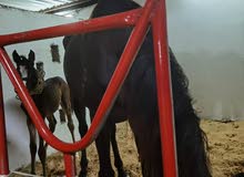 فرس دهما مع فلو عمره 20يوم فرس دهما مع فلو عمره 20يوم