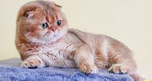 Scottish fold unique mating سكوتش فولد من النوادر للتلقيح Scottish fold unique mating سكوتش فولد من النوادر للتلقيح