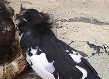 حمام بخارى خشن حمام بخارى خشن