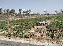 للبيع دونم مزارع وبساتين مطله ع نهر دجله في بغداد/المدائن للبيع دونم مزارع وبساتين مطله ع نهر دجله في بغداد/المدائن
