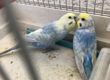 زوج رينبو على وجه مبياض زوج رينبو على وجه مبياض