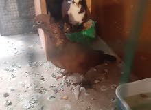 حيوانات حمام زينه حيوانات حمام زينه