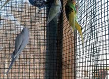 for sale budgies just now start flying for sale budgies just now start flying