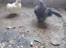 دجاجه وديج سلكيات دجاجه وديج سلكيات