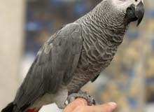well trained african grey parrot