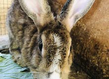 Adults Rabbits Adults Rabbits
