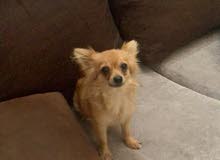 pure Pomeranian pure Pomeranian