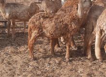 اغنام سواكني ونعيمي للبيع بالجمله اغنام سواكني ونعيمي للبيع بالجمله