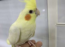Cockatiel baby hand tamed Cockatiel baby hand tamed