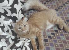 Persian Cat male ginger color 6 months old