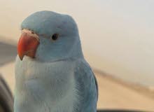 للبيع متوه زرقه للبيع متوه زرقه