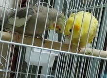 Cockatiel birds for sale! Cockatiel birds for sale!