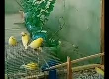 ordinair ordinair
